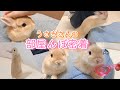 走る！跳ぶ！くつろぐ！撫でられる！うさぎの部屋んぽ密着！