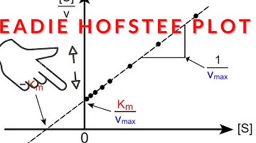 Eadie Hofstee Plot Km and Vmax