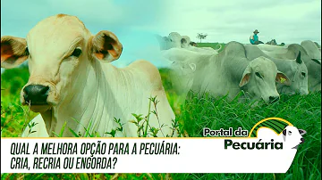 O que é mais rentável cria recria ou engorda?