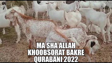 MA SHA ALLAH KHOOBSORAT BAKRE | WARIS SHAH GOTH | QURBANI 2022 | NATURE LOVERS