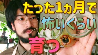 キセログラフィカを巨大化させる３つの実験でわかったこと【エアプランツ育て方】