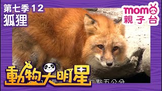 動物大明星 S7：EP 12【狐狸】認識動物｜自然生態｜魚類｜昆蟲｜海洋生物｜哺乳類｜兒童節目｜Animal big star｜第七季 第12集【親子台｜官方HD】momokids