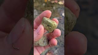 Decent Horn Coral Fossils! #rugosa #horncoral #fossils #riverrocks #rockhounding