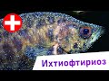 Ихтиофтириоз - Тайны и разоблачения. Заболевания аквариумных рыб
