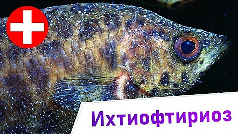 Ихтиофтириоз - Тайны и разоблачения. Заболевания аквариумных рыб
