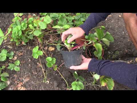 Video: Tvinge rabarber om vinteren - Sådan får du tidlige rabarberplanter