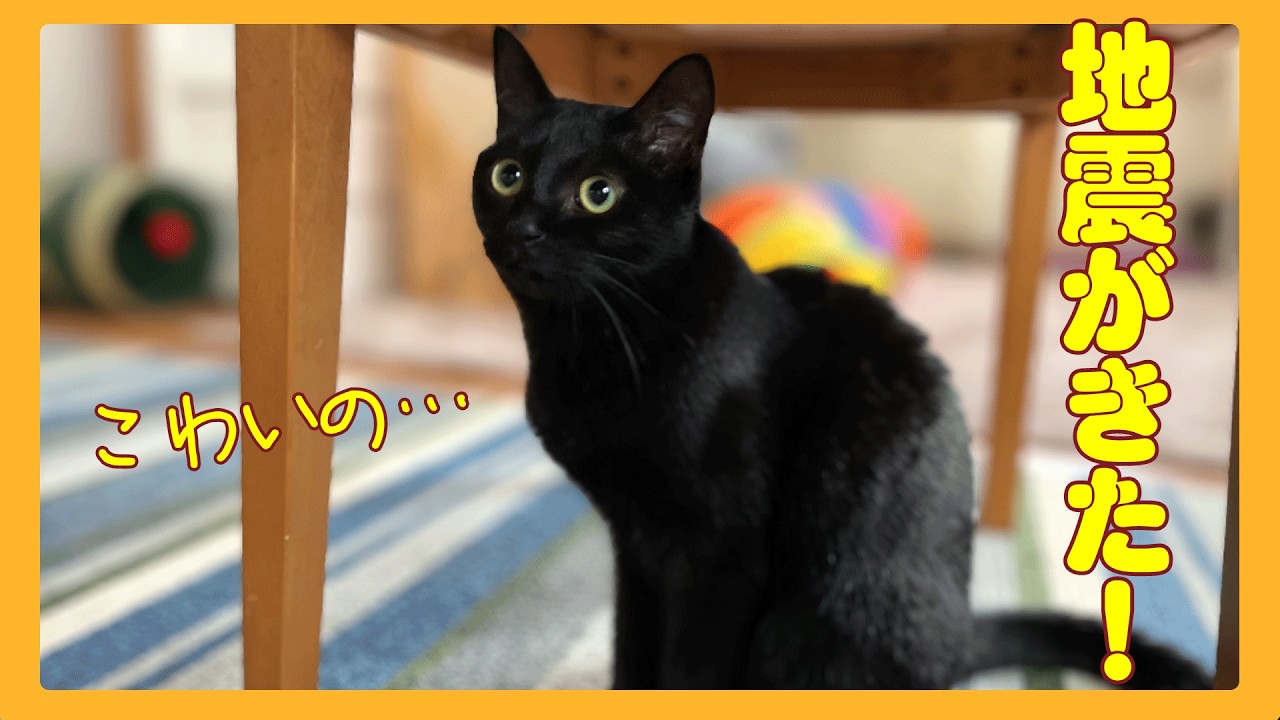 突然の地震に驚いた黒猫の行動が…。生き抜くための本能なのでしょうか