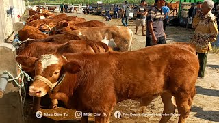 Harga Masih Panas !! Borong Satu Deret Pedet Jantan Berkualitas 29 Ekor Deal Juragan Grabag !!