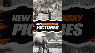 Never Before Seen Foal Photos of Maruzensky