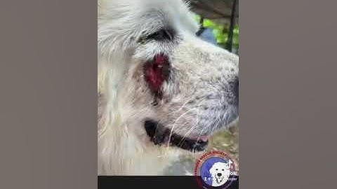 Video of adoptable pet named Julia