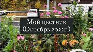 Мой цветник ( октябрь 2022г.)