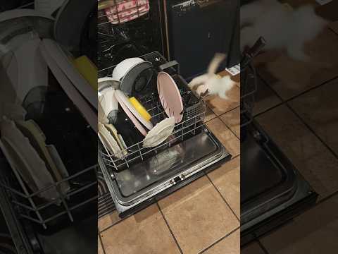 Looks Like I M Gonna Have To Wash The Silverware Again Shorts Toddlers Kitten Daddy