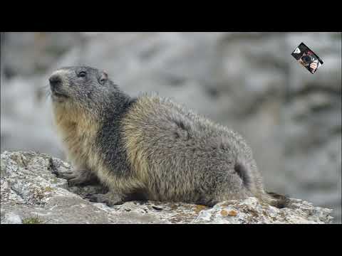 La jolie petite Marmotte des Alpes - Font dUrle - Vercors ( Drôme) France  @Maryka46