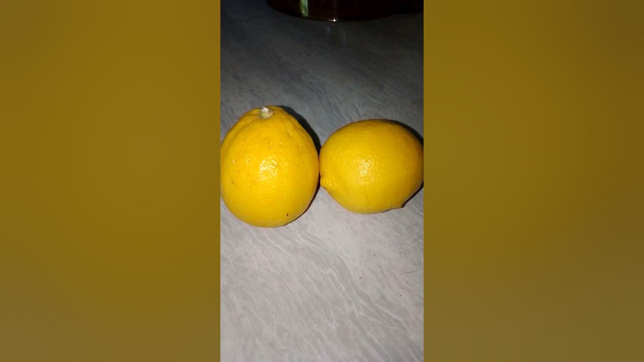 Lemons Meyer, Eureka, or Lisbon? Shorts YouTube