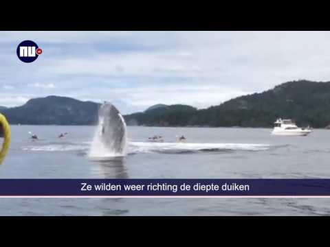Video: 12 Walvissen Wierpen Zich Op De Kust Van Duitsland En Nederland - - Alternatieve Mening