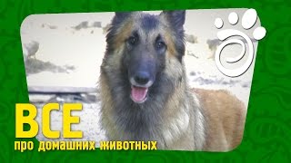 Бельгийская Овчарка - Рассказ О Породе. Все О Домашних Животных Бельгийская Овчарка - Рассказ О Породе. Все О Домашних Животных