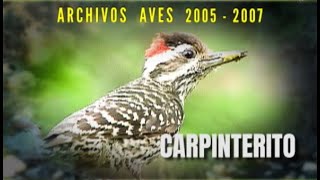 CARPINTERITO - Archivos Aves 2005 - 2007