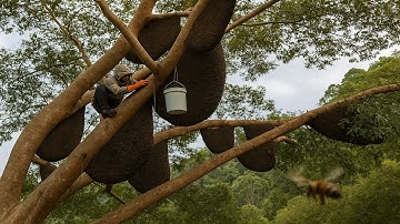 Tree Climbing Skills Without Fear of Heights, Harvesting Honey From Dangerous Tall Trees