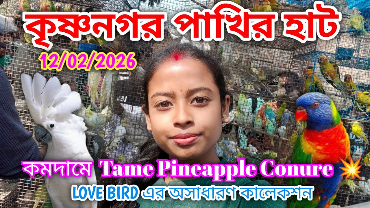 কমদামে Tame Pineapple Conure 💥|| Krishnagar pakhir hat || কৃষ্ণনগর পাখির হাট ||12/2/2026