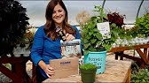 DIY: Raised Bed Patio Planter