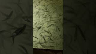 #justlive #twoeyesdown #bassproshops #sbc #bait gotta love life!!! We got herring do you?