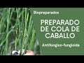 Preparado antifúngico fungicida de cola de caballo