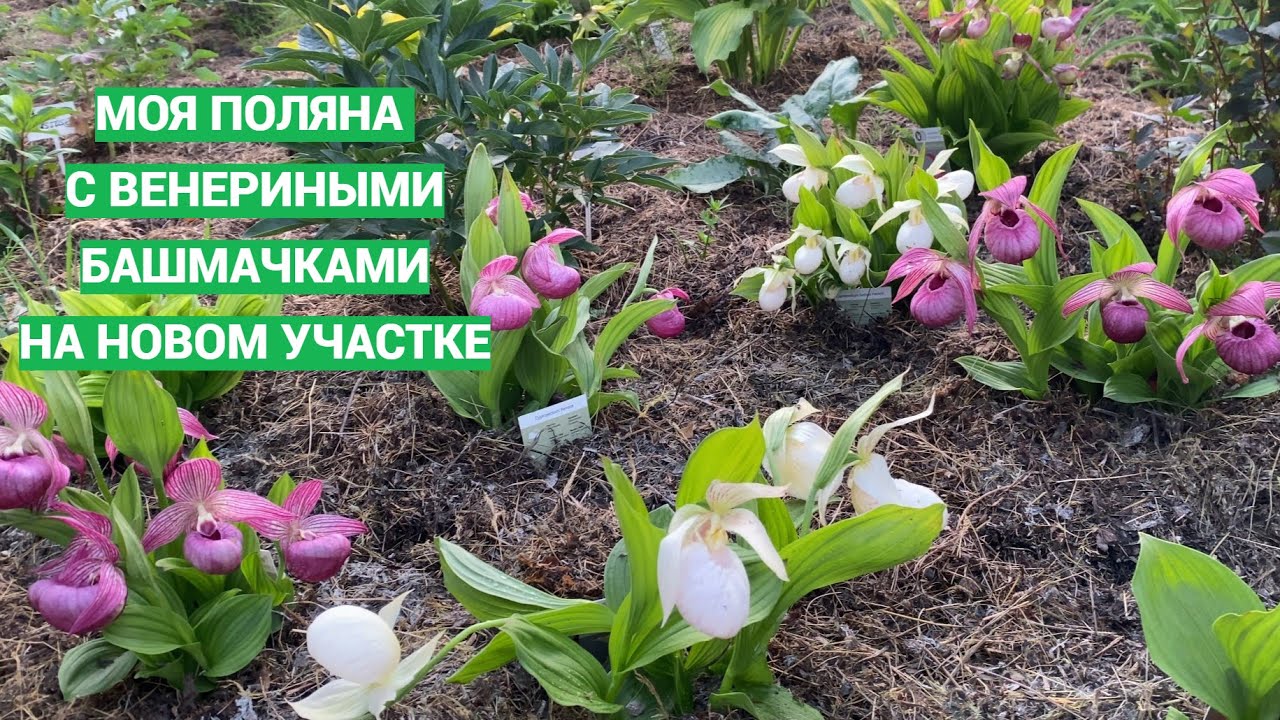 Обзор моих венериных башмачков