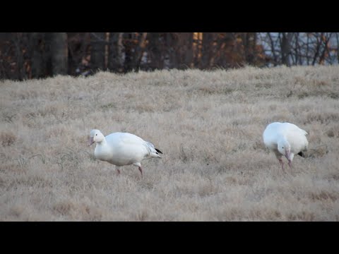 A Trip to PROJECT 70 To See The Snow Geese // CINEMATIC 4K FILM //