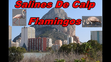 Flamingos - Salines D Calp, Spain, Nature Reserve - Stunning views of Salines, Flamingos bathing