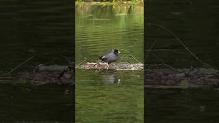 Hey, bird 🐦‍⬛, what&#39;s wrong with your paw? 🤔 #nature #natureshorts #birds #animals