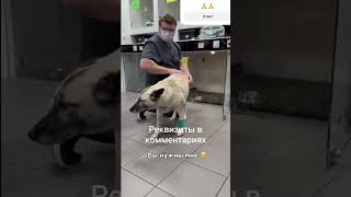 РЕКВИЗИТЫ В ШАПКЕ ПРОФИЛЯ. Не будьте равнодушными… #рек #рекомендации #помощьбездомным #приют
