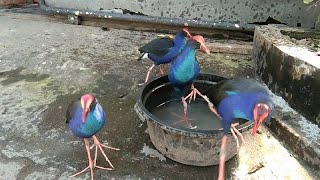 Memelihara Burung Mandar besar jinak, seperti ayam di lepaskan di luar..(kalim pakhi bird)