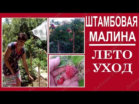 Вопрос: Как ухаживать за штамбовой малиной?