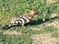 Hoopoe bird (Upupa epops)