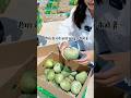 रीमा के गत्ते वाले खरबूज कैसे हैं।। #shorts #youtubeshorts #fruit #melon #farming #farm