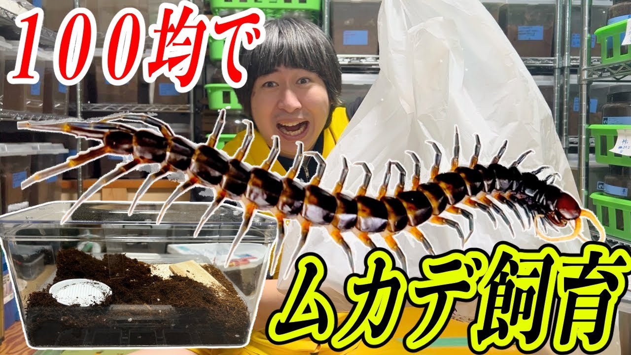 How to raise a centipede using only Daiso products! - YouTube