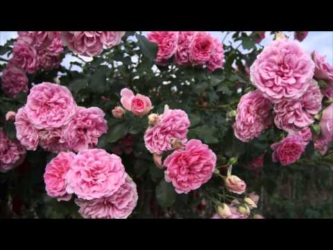 Wideo: Jakie są odziedziczone cechy róży?
