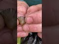 Liberty cap identification.