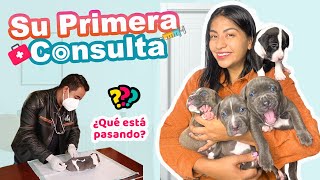 SU PRIMER CONSULTA DE LOS BEBÉS DE MASHA  ¿QUÉ ESTA PASANDO CON ELLOS?  | CONNY MERLIN