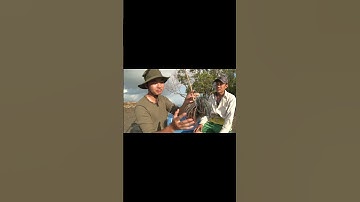 Dìa Cà Mau lội sình đi săn cá thòi lòi quá đã 02 | #shorts #vietnamdiscoverychannel