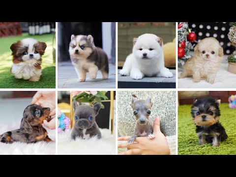 Teacup Dogs - 15 Cute Miniature Dog Breeds | Small Dog Breeds | Toy Dog Breeds | Teacup Puppies