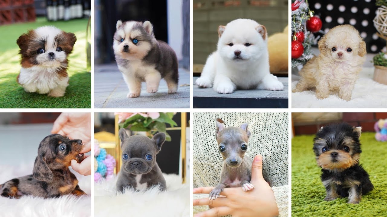 Teacup Dogs - 15 Cute Miniature Dog Breeds | Teacup Puppies - YouTube