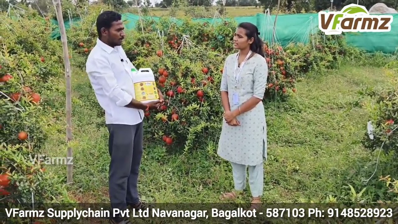 ದಾಳಿಂಬೆಯ ಪ್ರಚಲಿತ ಸಮಸ್ಯೆಗಳಿಗೆ ಜೈವಿಕ ಪರಿಹಾರ