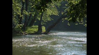 Wildcat Creek Community Treasure