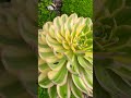 Succulent garden 🪴 🌵🥬