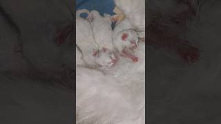 Cat Gives Birth To 3 White Cute Kittens