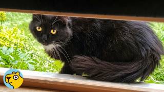 Stray Cat Spent 10 Years Alone Until One Woman Found Her