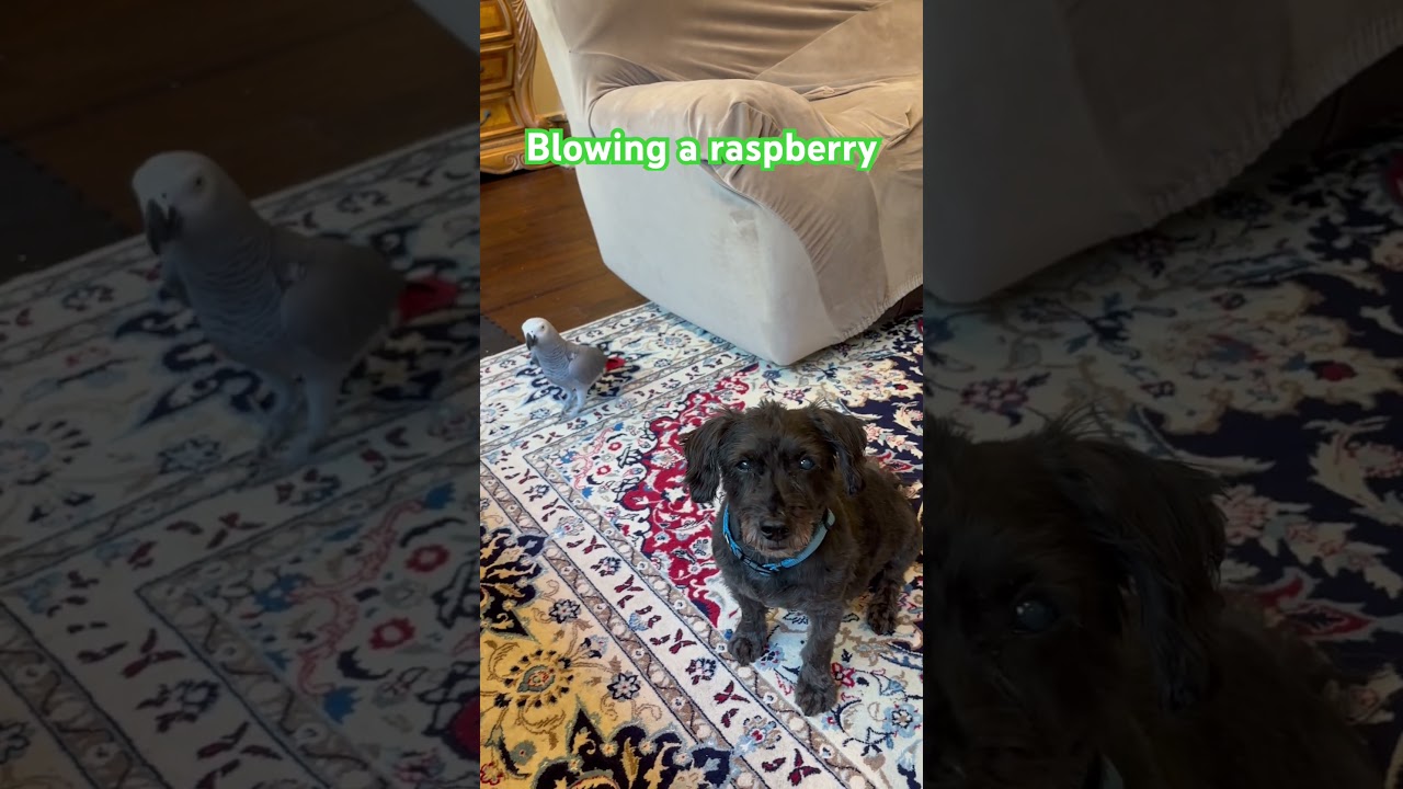 Blowing a Raspberry