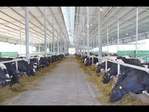 Молочная ферма им. Абдуаруфа Юсупова. Содержание КРС. Устройство Фермы.