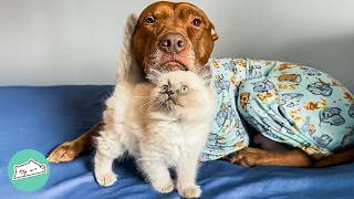 Giant Pitbull Becomes A Nanny For A Tiny Kitten | Cuddle Buddies